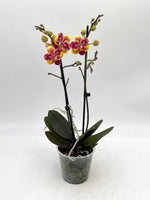 Carica l'immagine nel visualizzatore Galleria, Phalaenopsis Sogo Yellowtris - Peloric