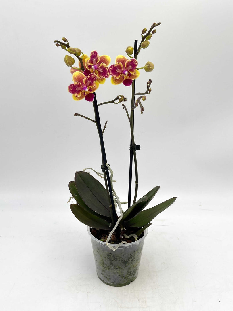 Phalaenopsis Sogo Yellowtris - Peloric