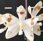 Carica l'immagine nel visualizzatore Galleria, Phalaenopsis speciosa 'Purple Coffee'