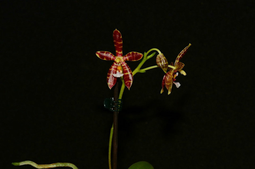 Phalaenopsis speciosa x mannii
