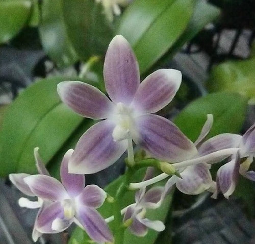 Phalaenopsis speciosa 'Yong Blue'