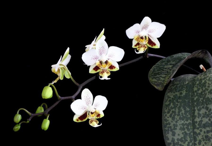 Phalaenopsis stuartiana