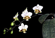 Phalaenopsis stuartiana var. very punctate