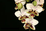 Load image into Gallery viewer, Phalaenopsis stuartiana var. punctatissima