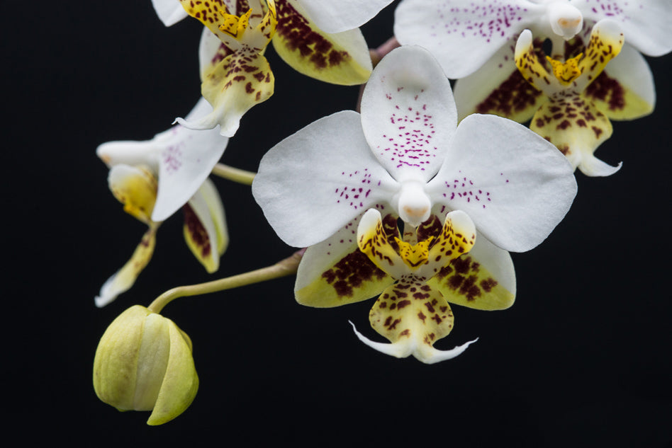 Phalaenopsis stuartiana 'Sogo'