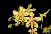 Phalaenopsis stuartiana x mannii