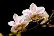 Phalaenopsis stuartiana x Kingidium minus