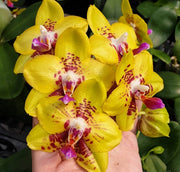 Phalaenopsis Summer Lady