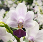 Carica l'immagine nel visualizzatore Galleria, Phalaenopsis Su's Glad Kid 'Blue'