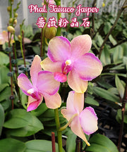 Phalaenopsis Taisuco Jasper (Phal. Sogo Medal x Phal. Pulcherrima)