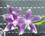 Load image into Gallery viewer, Phalaenopsis tetraspis 'Blue'
