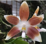Phalaenopsis tetraspis var. coffee