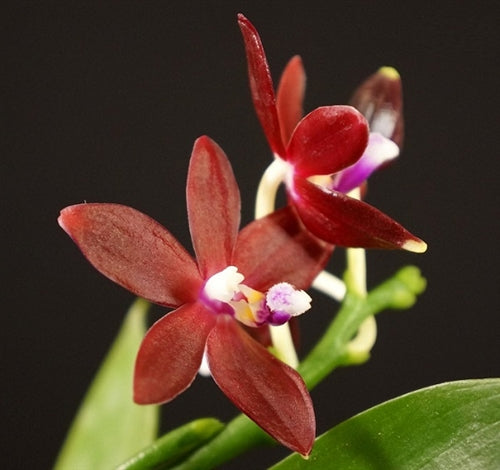 Phalaenopsis tetraspis f. imperatrix red