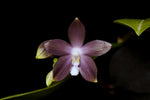 Load image into Gallery viewer, Phalaenopsis tetraspis f. livida (MC)