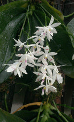 Load image into Gallery viewer, Phalaenopsis tetraspis var. tetraspis