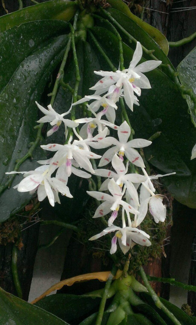 Phalaenopsis tetraspis var. tetraspis