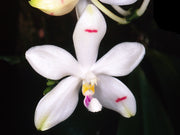 Phalaenopsis tetraspis var. tetraspis