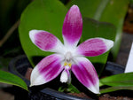 Load image into Gallery viewer, Phalaenopsis tetraspis Zheng