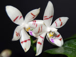 Load image into Gallery viewer, Phalaenopsis tetraspis select