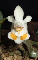 Carica l&#39;immagine nel visualizzatore Galleria, Phalaenopsis thailandica yellow
