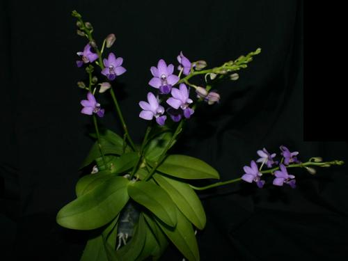 Phalaenopsis Tying Shin Blue Jay (pulcherrima var. blue x Purple Martin)