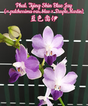 Phalaenopsis Tying Shin Blue Jay (pulcherrima var. blue x Purple Martin)