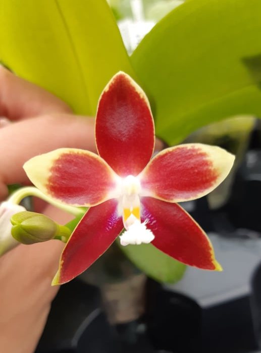 Phalaenopsis Tying Shin Fly Eagle × Phal. tetraspis 'C1'