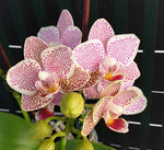 Carica l&#39;immagine nel visualizzatore Galleria, Phalaenopsis Tying Shin Jaguar
