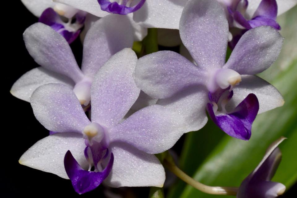 Phalaenopsis Tzu Chiang Sapphire