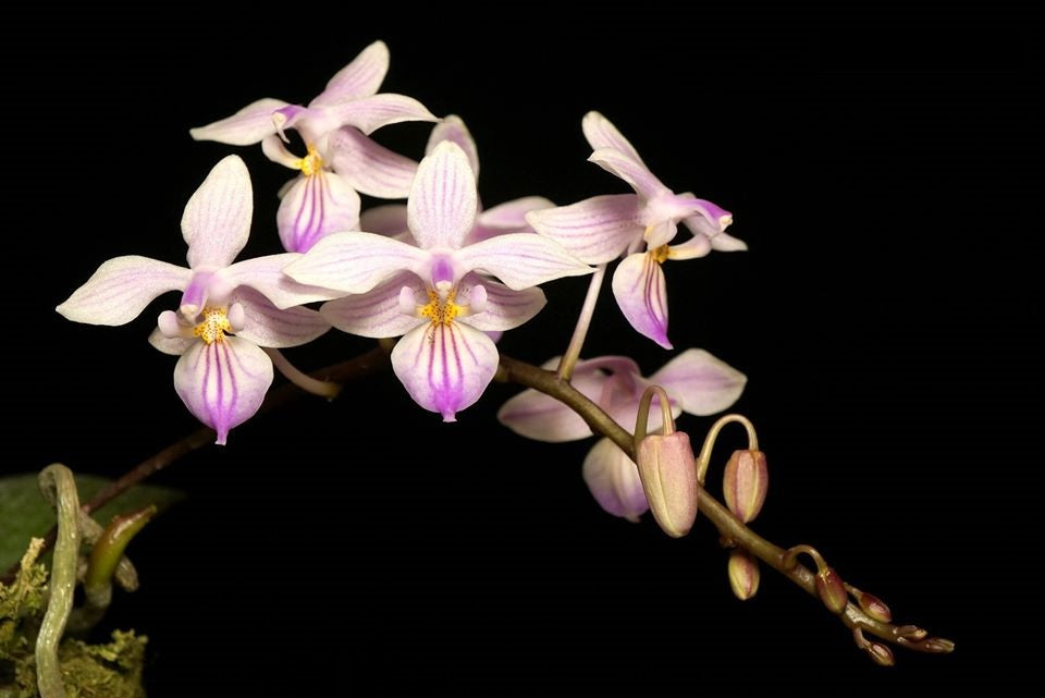 Phalaenopsis Venus x Phalaenopsis lindenii