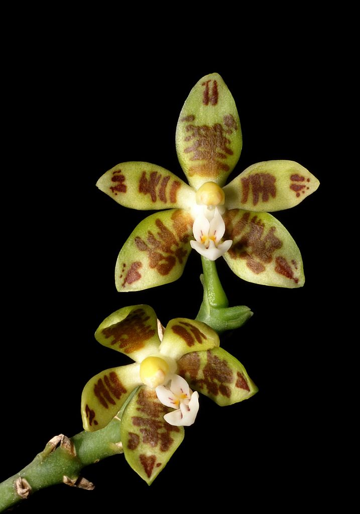 Phalaenopsis viridis