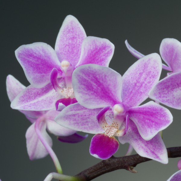 Phalaenopsis Rainbow Chip (Cassandra × equestris)