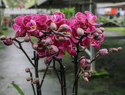Phalaenopsis Willow