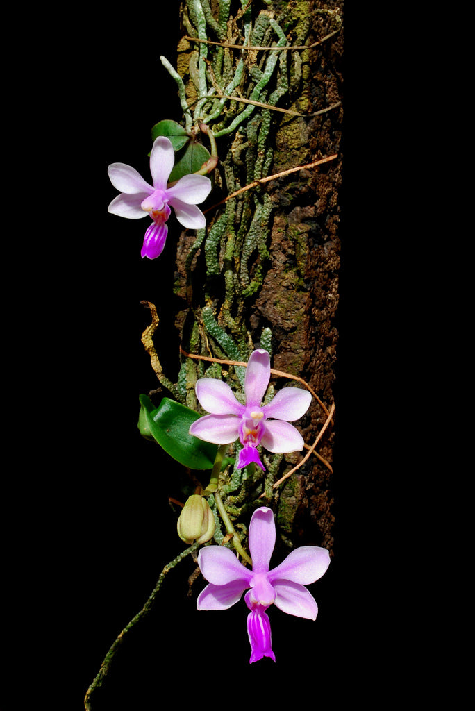 Phalaenopsis wilsonii