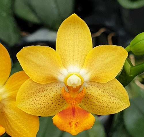 Phalaenopsis Yaphon Cupid