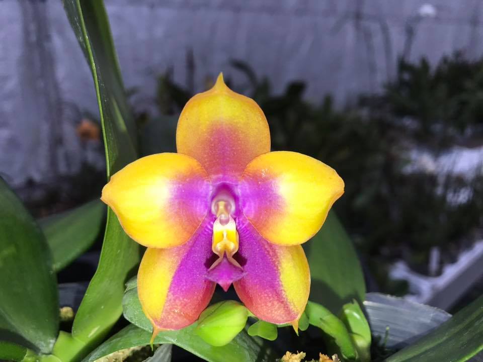 Phalaenopsis Yin's Black Eagle