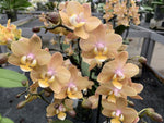 Carica l'immagine nel visualizzatore Galleria, Phalaenopsis Scentsation
