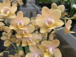 Carica l'immagine nel visualizzatore Galleria, Phalaenopsis Scentsation