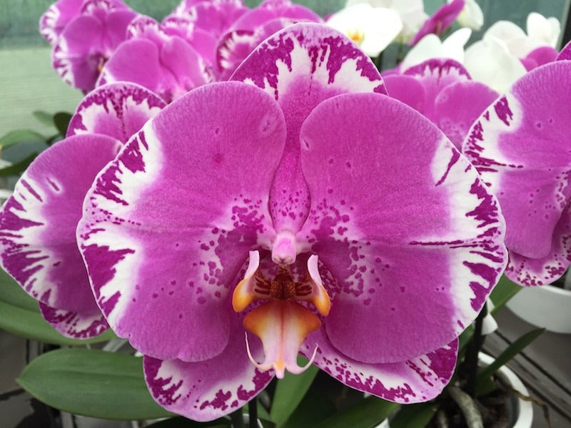 Phalaenopsis Victorio ad arco