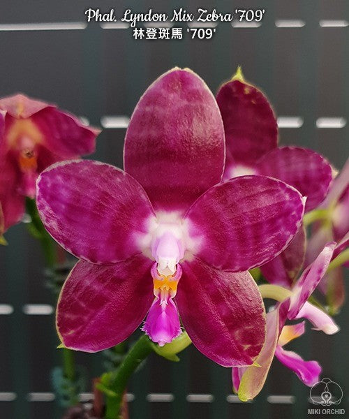 Phalaenopsis Lyndon Mix Zebra '709'