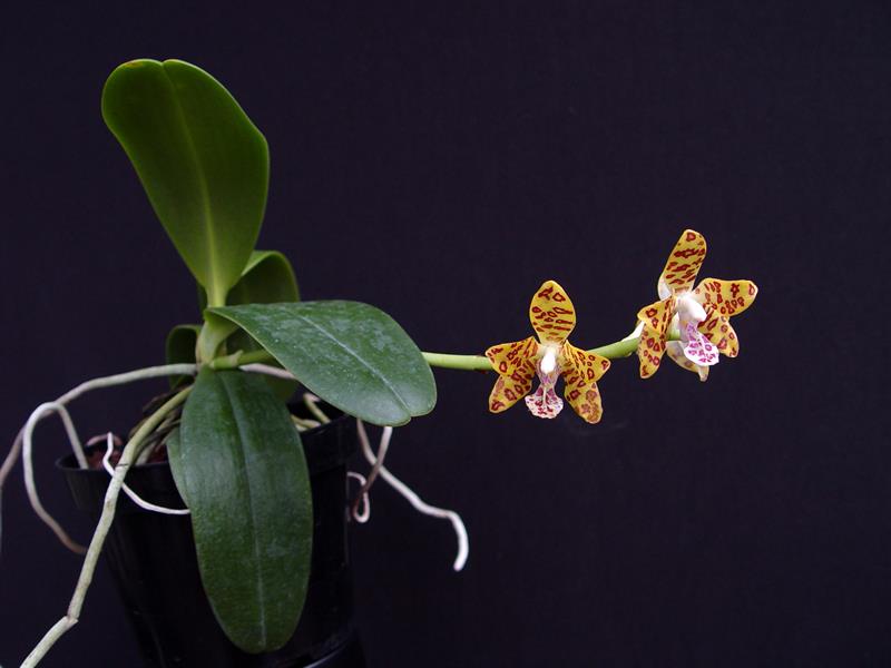 Sedirea japonica x Vandopsis parishii