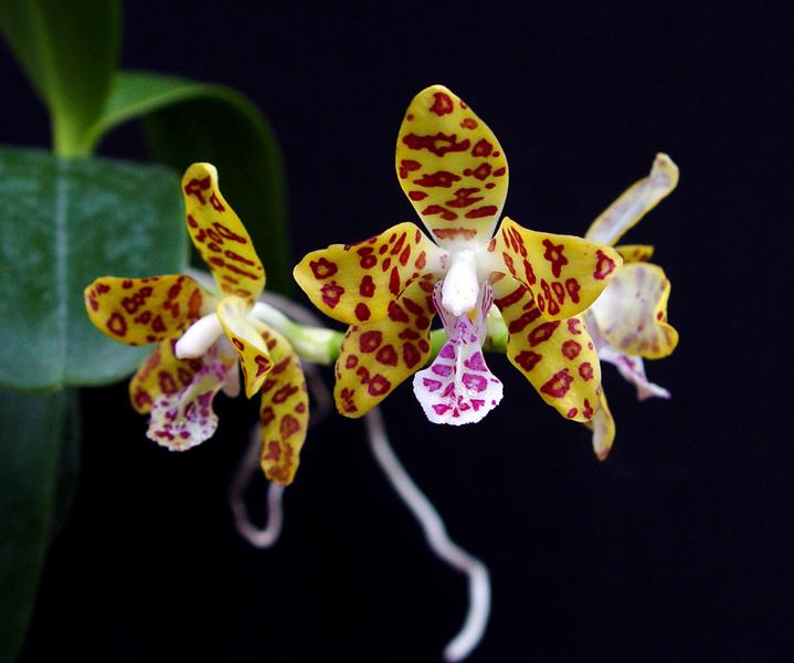 Sedirea japonica x Vandopsis parishii