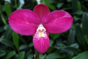 Phragmipedium Fritz Schomburg (kovachii x besseae)