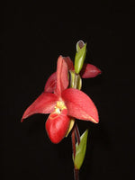 Carica l&#39;immagine nel visualizzatore Galleria, Phragmipedium Memoria Dick Clements (Phrag. bessae x Phrag. sargentianum)
