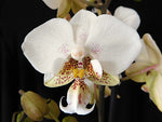 Carica l'immagine nel visualizzatore Galleria, Phalaenopsis Brother Pico Chip (Petite Pink × stuartiana)