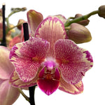 Carica l'immagine nel visualizzatore Galleria, Phalaenopsis Pirate Picotee 'Peloric'