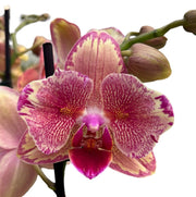 Phalaenopsis Pirate Picotee 'Peloric'