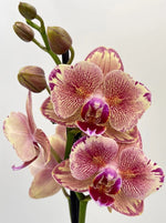 Carica l'immagine nel visualizzatore Galleria, Phalaenopsis Pirate Picotee 'Peloric'