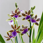 Carica l&#39;immagine nel visualizzatore Galleria, Zygopetalum Trozy Blue
