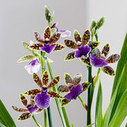 Zygopetalum Trozy Blue